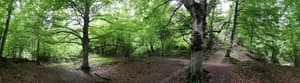 thumbnail: Property grounds