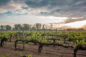 thumbnail: Vineyard