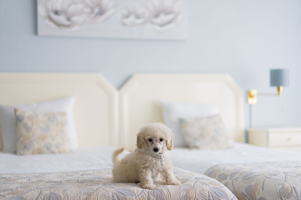 Pet-friendly