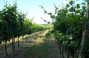 thumbnail: Garden view