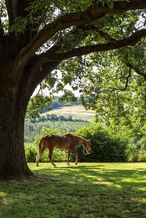 thumbnail: Vineyard