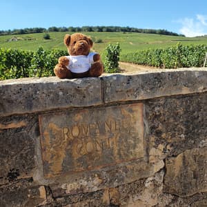 thumbnail: Vineyard