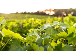 thumbnail: Vineyard view