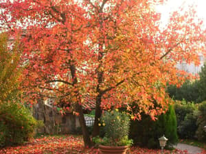 thumbnail: General view