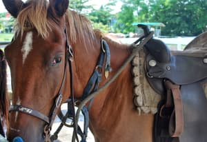 thumbnail: Horseback riding