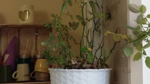 thumbnail: Terrace/patio