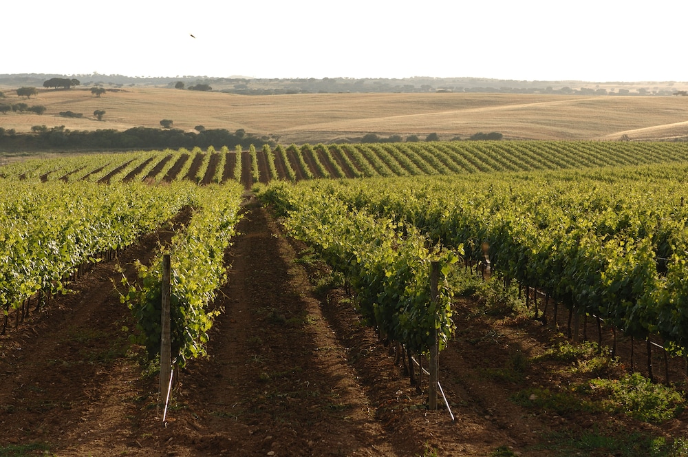 Vineyard