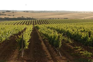 thumbnail: Vineyard