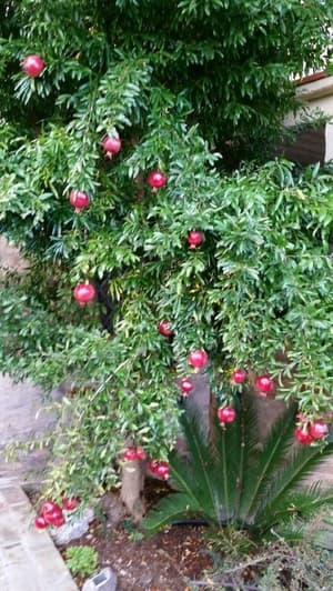 thumbnail: Garden