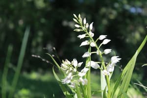 thumbnail: Garden