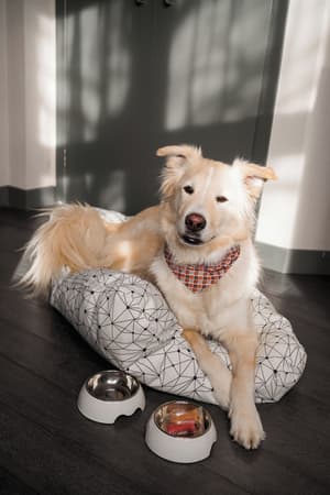 thumbnail: Pet-friendly