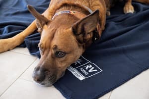 thumbnail: Pet-friendly