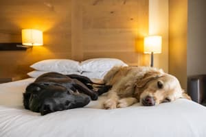 thumbnail: Pet-friendly