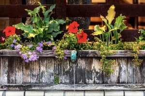 thumbnail: Garden