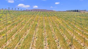 thumbnail: Winery
