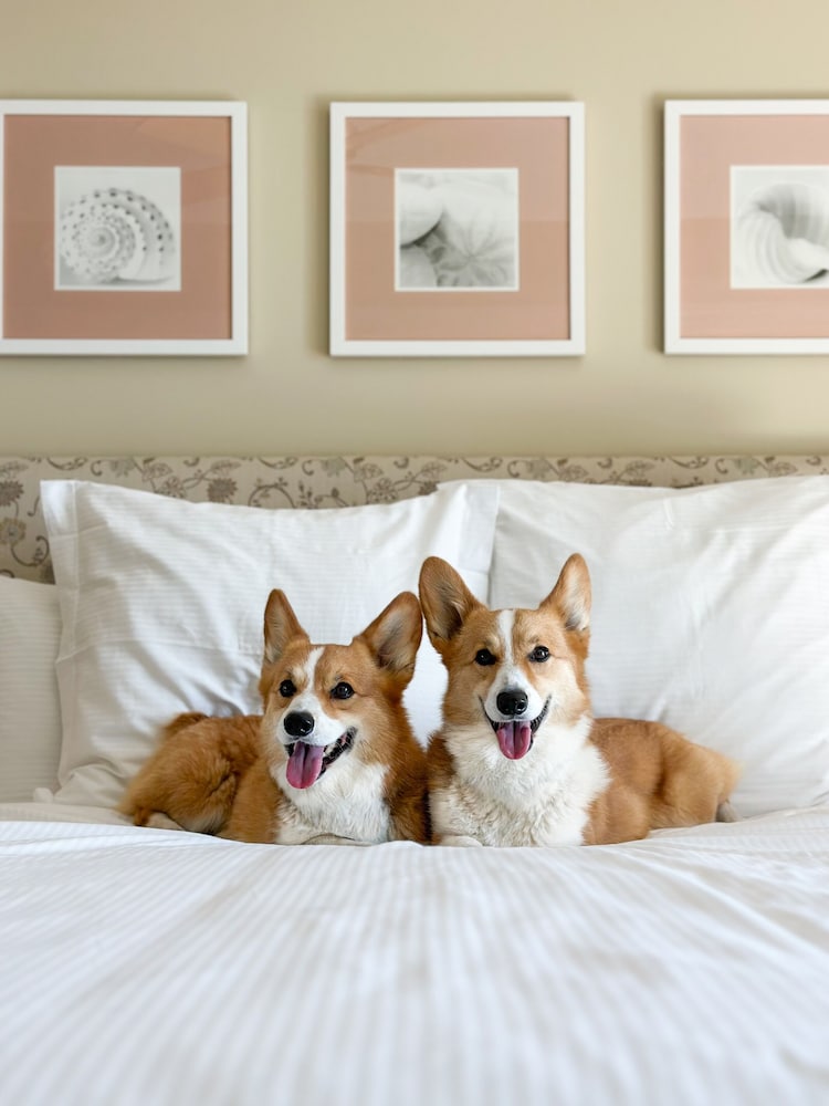 Pet-friendly