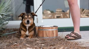thumbnail: Pet-friendly