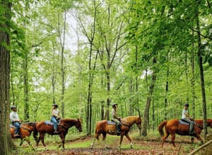 thumbnail: Horseback riding