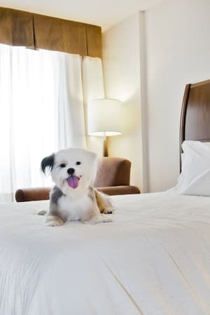thumbnail: Pet-friendly