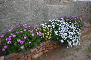 thumbnail: Garden