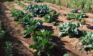 thumbnail: Garden