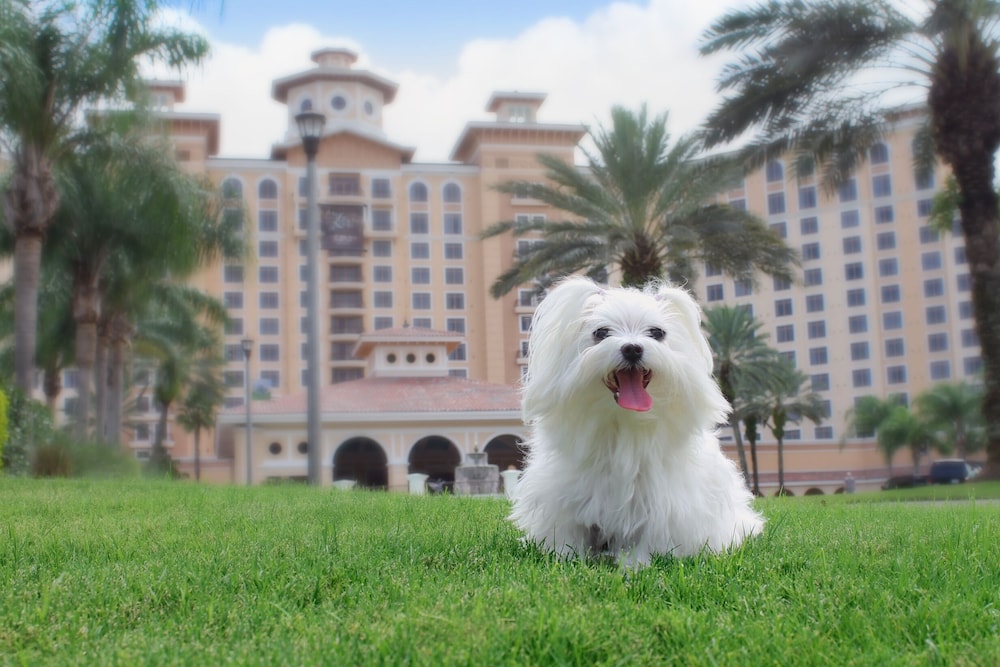 Pet-friendly
