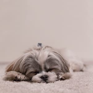 thumbnail: Pet-friendly