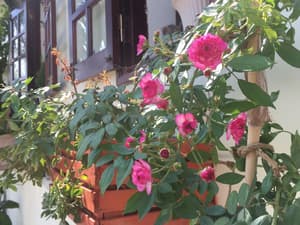 thumbnail: General view