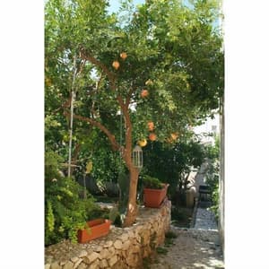 thumbnail: Garden