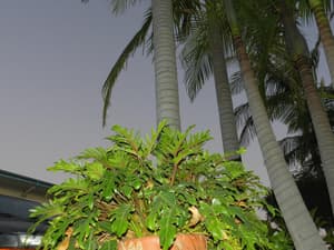 thumbnail: Property grounds