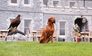 thumbnail: Pet-friendly