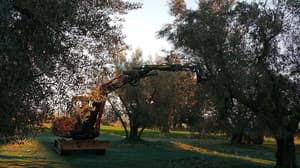 thumbnail: Garden