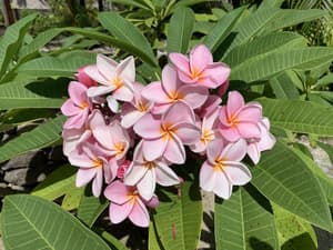 thumbnail: Garden