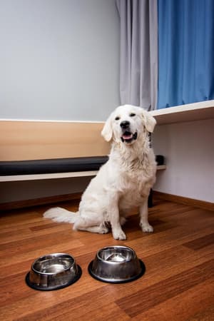 thumbnail: Pet-friendly
