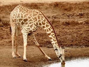 thumbnail: Safari