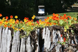 thumbnail: Golf