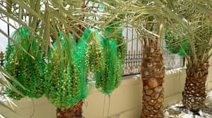 thumbnail: Garden