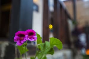 thumbnail: Primary image