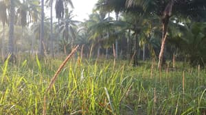thumbnail: View from property