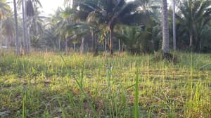 thumbnail: View from property