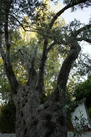 thumbnail: Garden