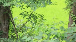 thumbnail: General view