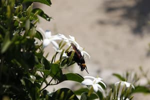 thumbnail: Garden