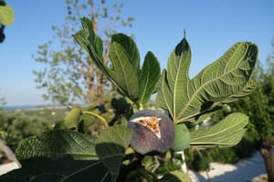 thumbnail: Garden