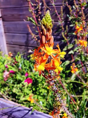 thumbnail: Garden