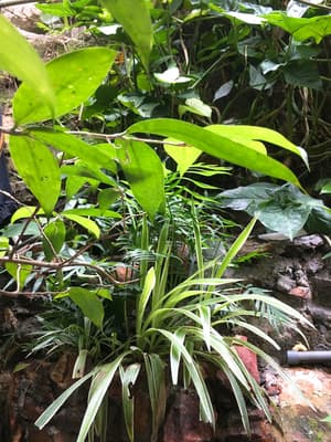 thumbnail: Garden