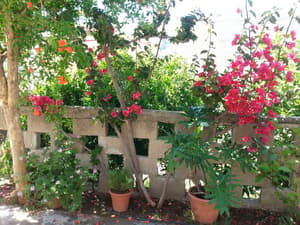 thumbnail: Garden