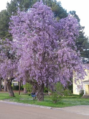 thumbnail: Garden