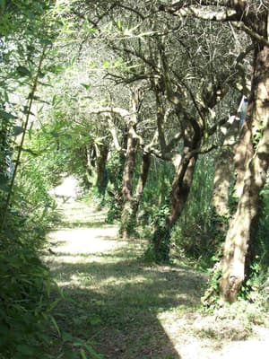 thumbnail: Garden