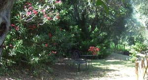 thumbnail: Garden